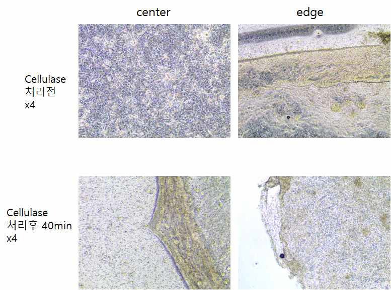 각막 상피 세포시트를 CMC-DA 코팅된 transwell에서 배양 후 cellulase를 처리하기 전과 후의 관찰 사진