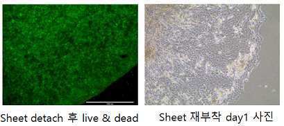 세포시트 재부착 실험 결과