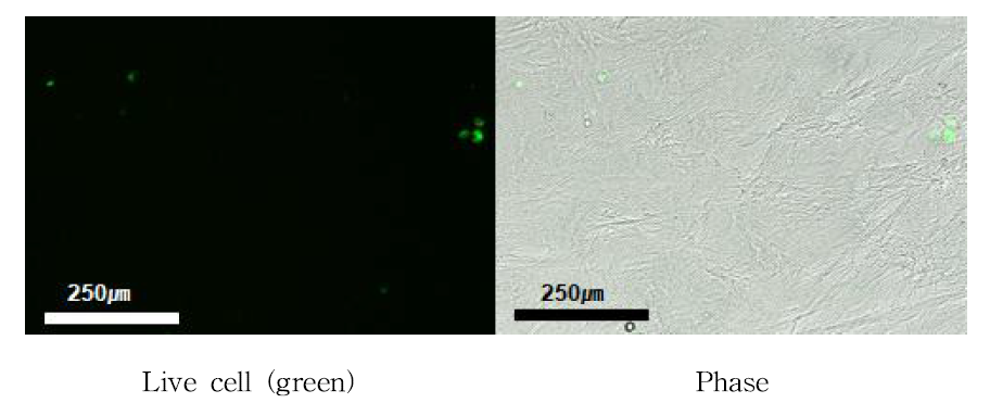 세척방법 변경 전 세포 배양 Live and dead 결과