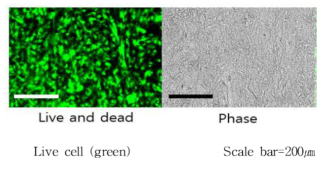 세척방법 변경 후의 세포배양 Live and dead 결과