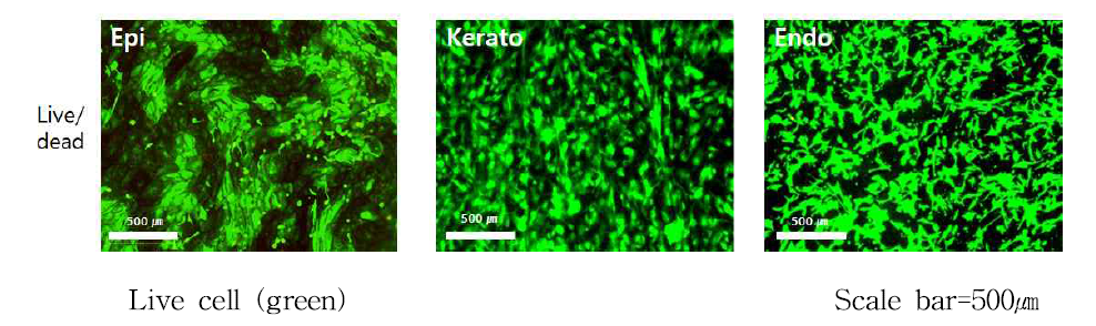 dECM 위에서의 전층 각막 세포 배양 live and dead 실험 결과