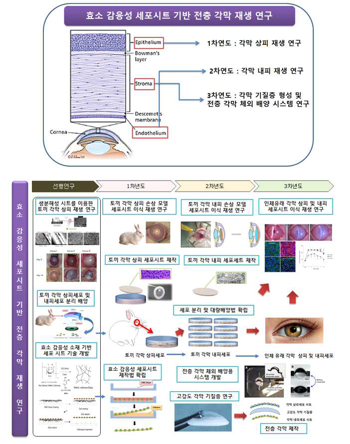 효소 감응성 세포시트 기반 각막 재생 연구