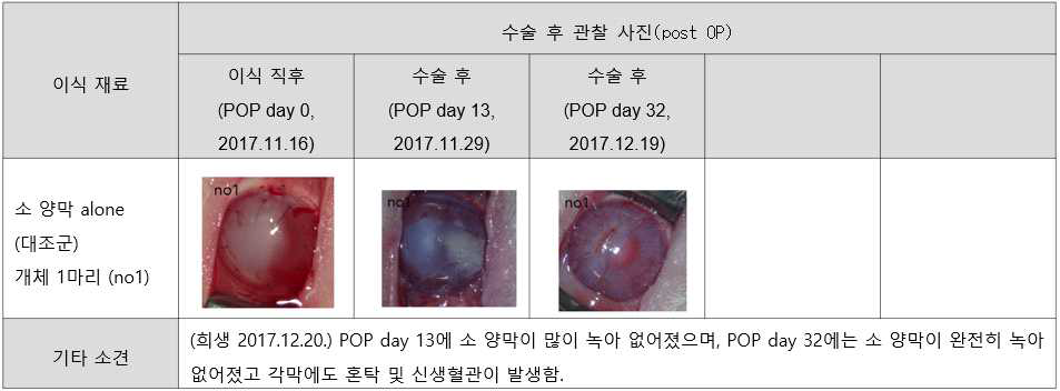 소 양막 이식군 실험 결과