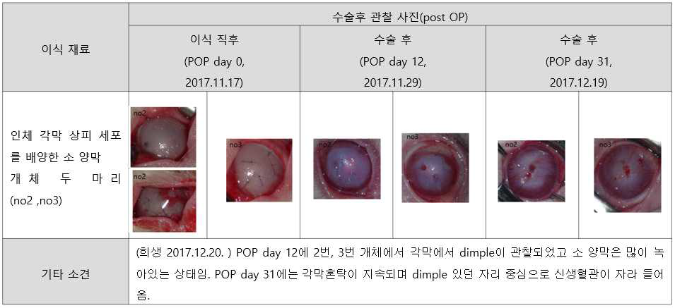 인체 각막 상피세포 배양한 소 양막 이식군 실험 결과