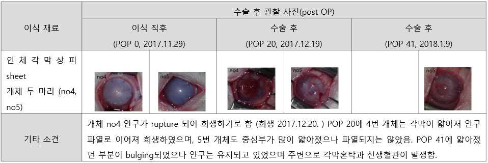 인체 각막 상피세포시트 이식군 실험 결과