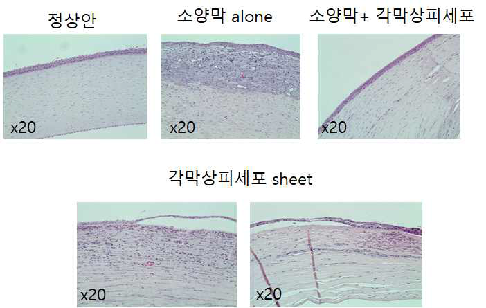 H&E 염색