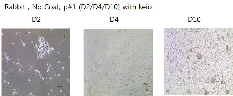 Keio 배지에서 각막 상피 배양 시 10일간 증식 확인