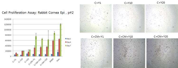 conditioned media와 ROCK inhibitor인 Y27632 사용 시 각막 상피세포의 증식 확인