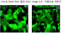공배양시 Live and Dead stain 후 공초첨 현미경 촬영을 통하여 세포 생존 및 중층화 확인