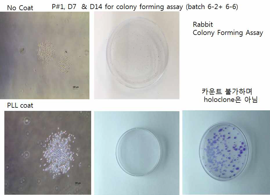 PLL(Poly-L-Lysine) 코팅시 Colony Forming assay 결과