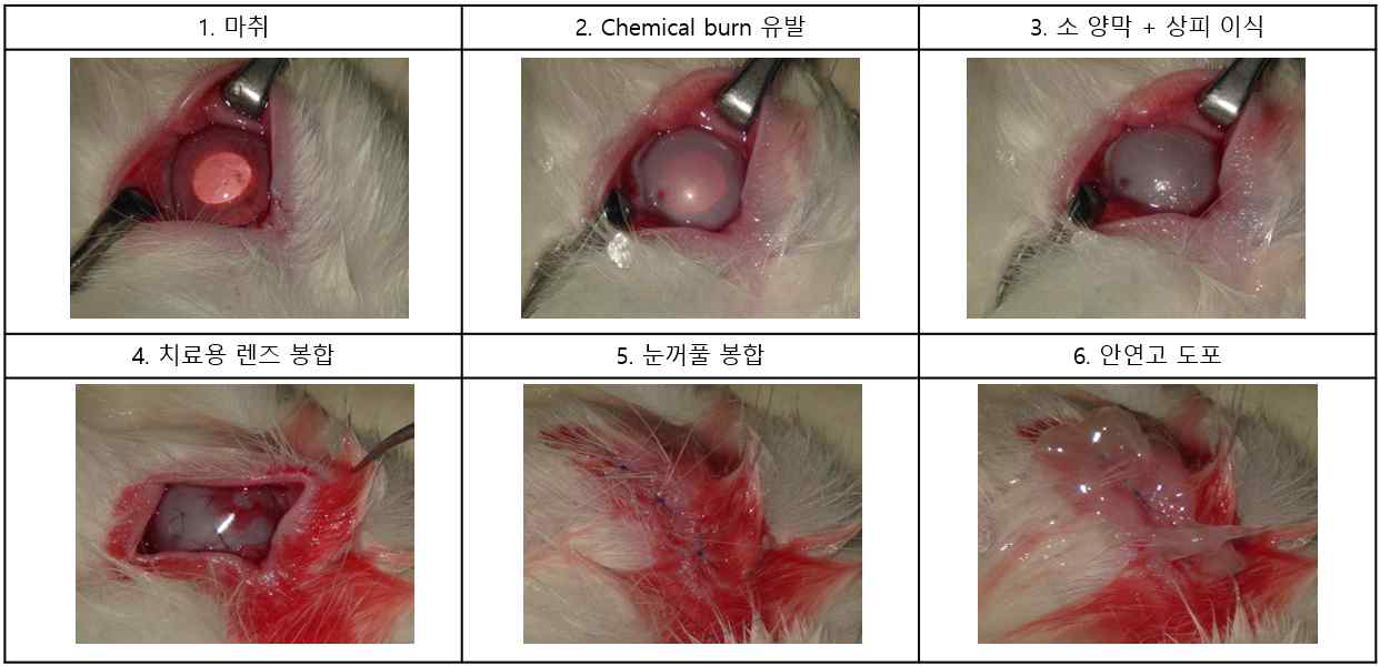 각막 상피 손상 토끼 모델 제작 및 소 양막 이식 방법