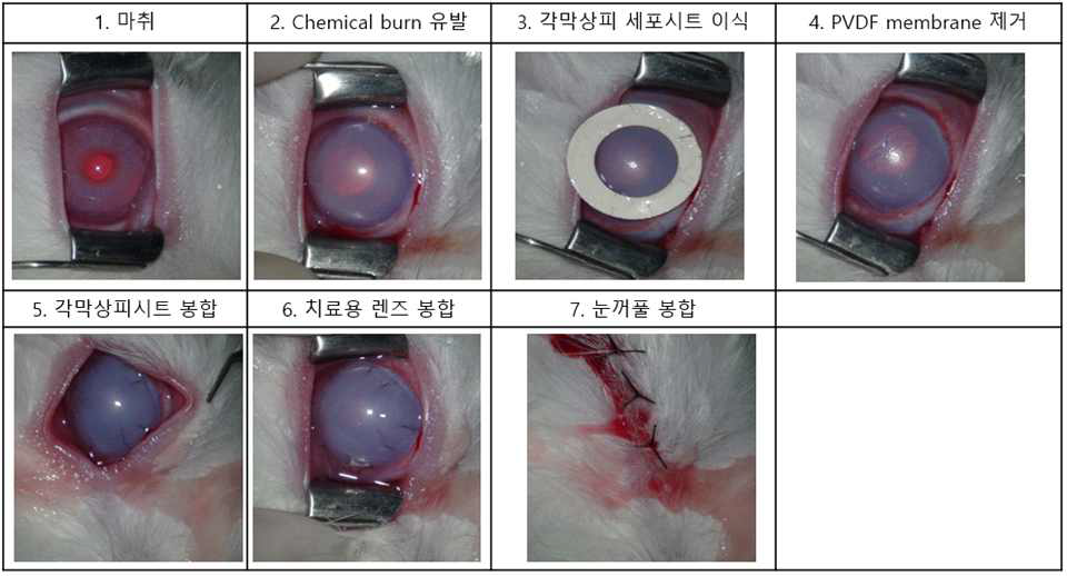 각막 상피 손상 토끼 모델 제작 및 각막상피시트 이식 방법