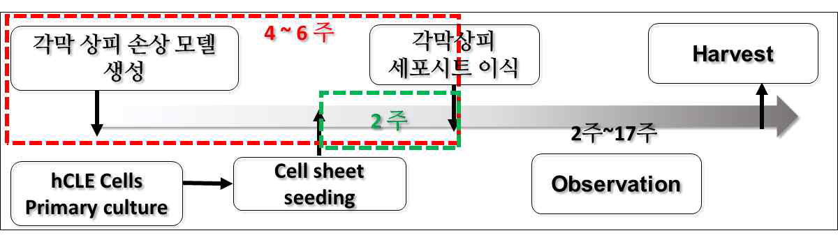 동물실험 순서도