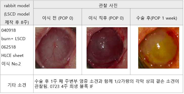 실험군 4의 관찰 사진 결과