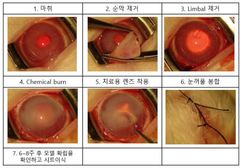 LSCD 모델 제작 방법