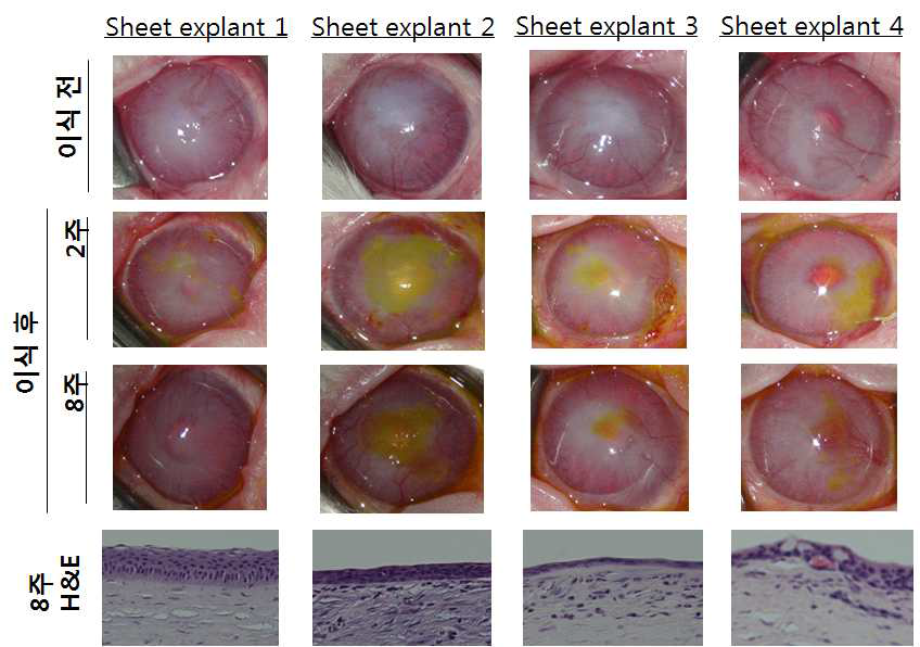 각막상피세포시트 이식 8주 후 각막 혼탁 및 신생혈관생성 관찰 사진과 H&E 염색