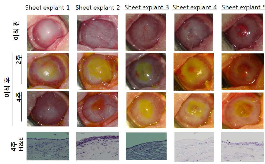 각막상피세포시트 이식 4주 후 각막혼탁 및 신생혈관생성 관찰 사진과 H&E 염색