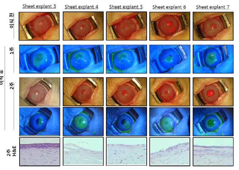 각막상피세포시트 이식 2주 후 각막혼탁 및 신생혈관생성 관찰 사진과 H&E 염색
