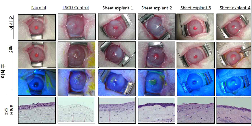 각막상피세포시트 이식 2주 후 각막혼탁 및 신생혈관생성 관찰 사진과 H&E 염색