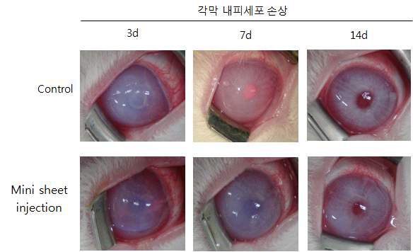 각막 내피 손상 토끼 모델에 mini sheet injection 한 후 각막의 투명도