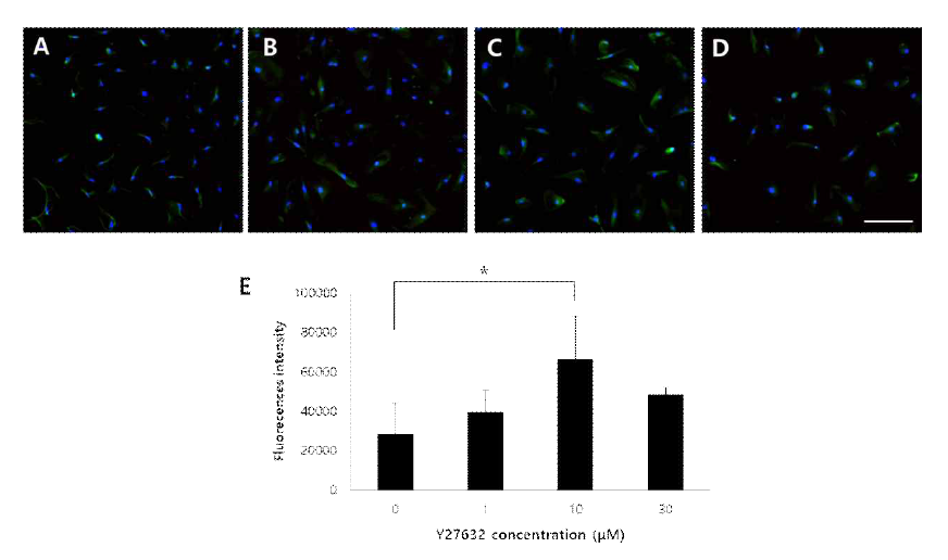 ROCK-inhibior인 Y27632 처리 농도에 따른 세포 증식 확인
