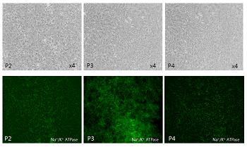 인간 기증 각막 조직에서 분리한 내피세포를 passage에 따라 trans-well 에 배양한 후 Na+/K+-ATPase 발현 양상