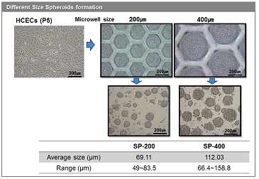마이크로웰을 이용한 크기가 다른 각막내피세포 스페로이드 제작