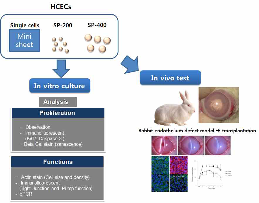 각막 내피세포 스페로이드와 미니시트를 이식을 통한 토끼 각막 내피 재생 실험