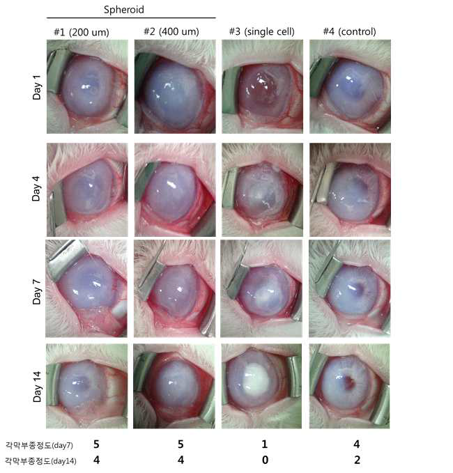 각막내피 스페로이드 크기에 따른 각막 내피 재생 관찰 결과