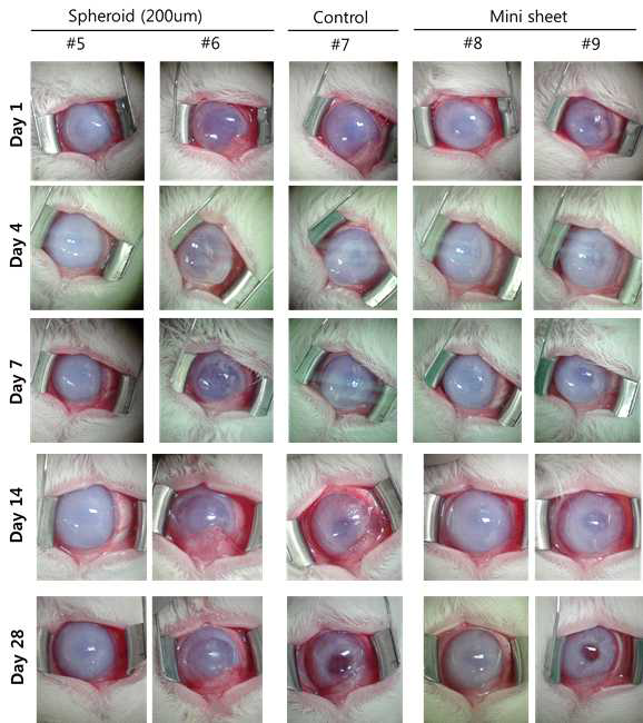 각막 내피세포 미니시트와 스페로이드 이식 관찰 결과