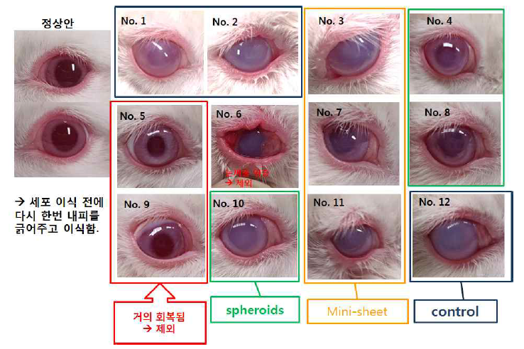 각막 내피 손상 모델 제작 1주 후 관찰 결과 및 실험군 설정