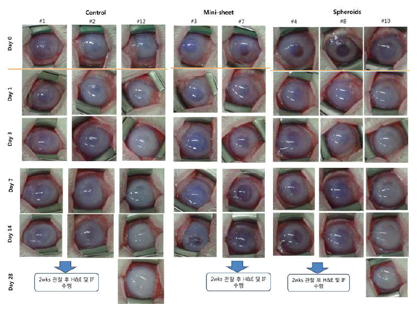 각막 내피 세포 미니시트 및 스페로이드 이식 후 관찰 결과