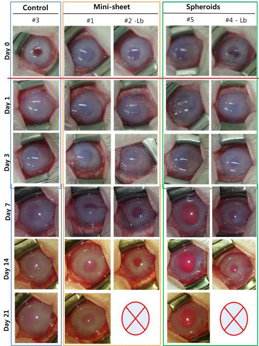 각막 내피손상 모델에 내피세포 미니시트 및 스페로이드 이식 실험 2번째 관찰 결과