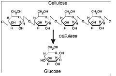 Cellulase에 의해 Cellulose가 glucose로 분해되는 모식도