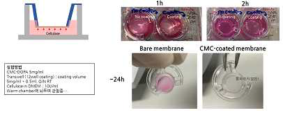 CMC-DOPA 코팅된 트렌스웰 멤브레인의 cellulase의 침투 조건 및 시간 확인