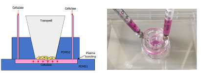 cellulase 통과 속도를 높이기 위한 기구 개발