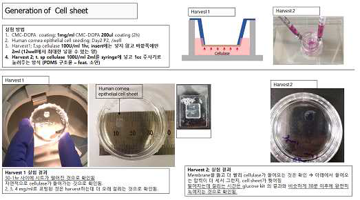 각막 상피세포 시트의 제작 과정