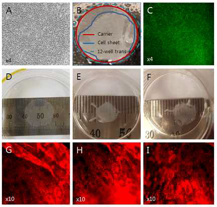 인간 기증 각막 조직에서 분리한 내피세포를 이용한 내피세포 시트 제작 A) trans-well위에 배양된 내피세포의 광학현미경관찰 B) Trans-well–Carrier -Cell sheet C) 내피세포 시트의 live  green fluorescence); D~F) Trans-well membrane에서 분리된 내피세포 시트 G~I) Trans-well membrane에서 분리된 내피세포 시트의 Na+/K+-ATPase 형광염색