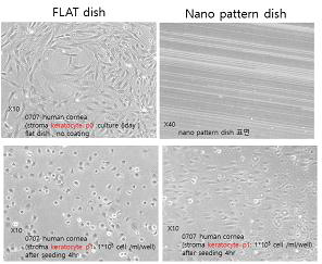 세포 부착 4시간후; 부착되면서 패턴을 따로 정렬되는 모습 보임 (하단 오른쪽)