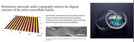 Nanopattern dish (NanoSurface Biomedical, Inc., WA, USA)