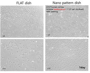 세포 부착후 1일후: 나노패턴 위에서 정렬된 keratocyte 확인 (오른쪽)