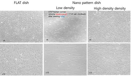 세포 부착후 3일후: 정렬된 keratocyte가 세포의 부착 농도가 높을 경우, 3일째 일부 세포가 정렬된 모습을 잃어버린 채로 자라는 모습 확인 (하단 오른쪽), 세포 부착 농도가 낮을 경우에는 정렬상태된 keratocyte를 유지함 (하단 가운데)