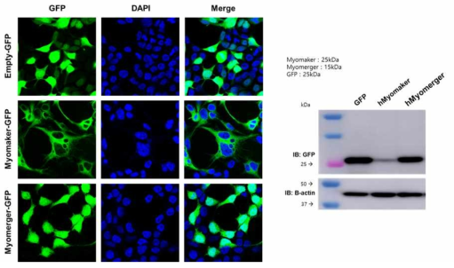 Myomaker/Myomerger 발현 세포주