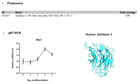 Sialidase의 단백체, 전사체 수준에서의 증가와 실제구조예측
