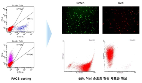 고순도의 GFP와 RFP 발현세포군의 확보