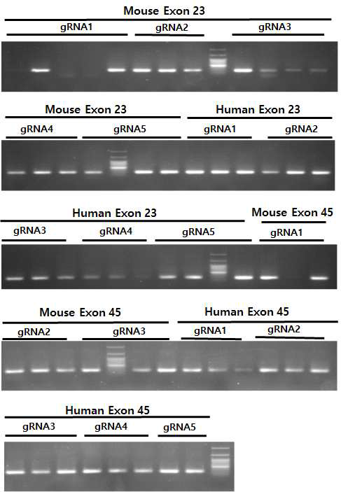 제작된 guide RNA를 LentiCRISPR V2 vector에 cloning 확인을 위한 colony PCR