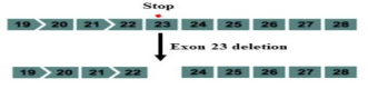 Exon 23 early stop 을 Exon 23 deletion