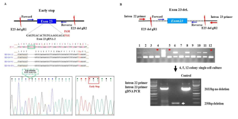 mouse C2C12 Exon 23 early stop 및 Exon 23 deletion