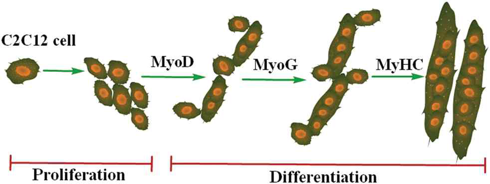 Myogenic differentiation