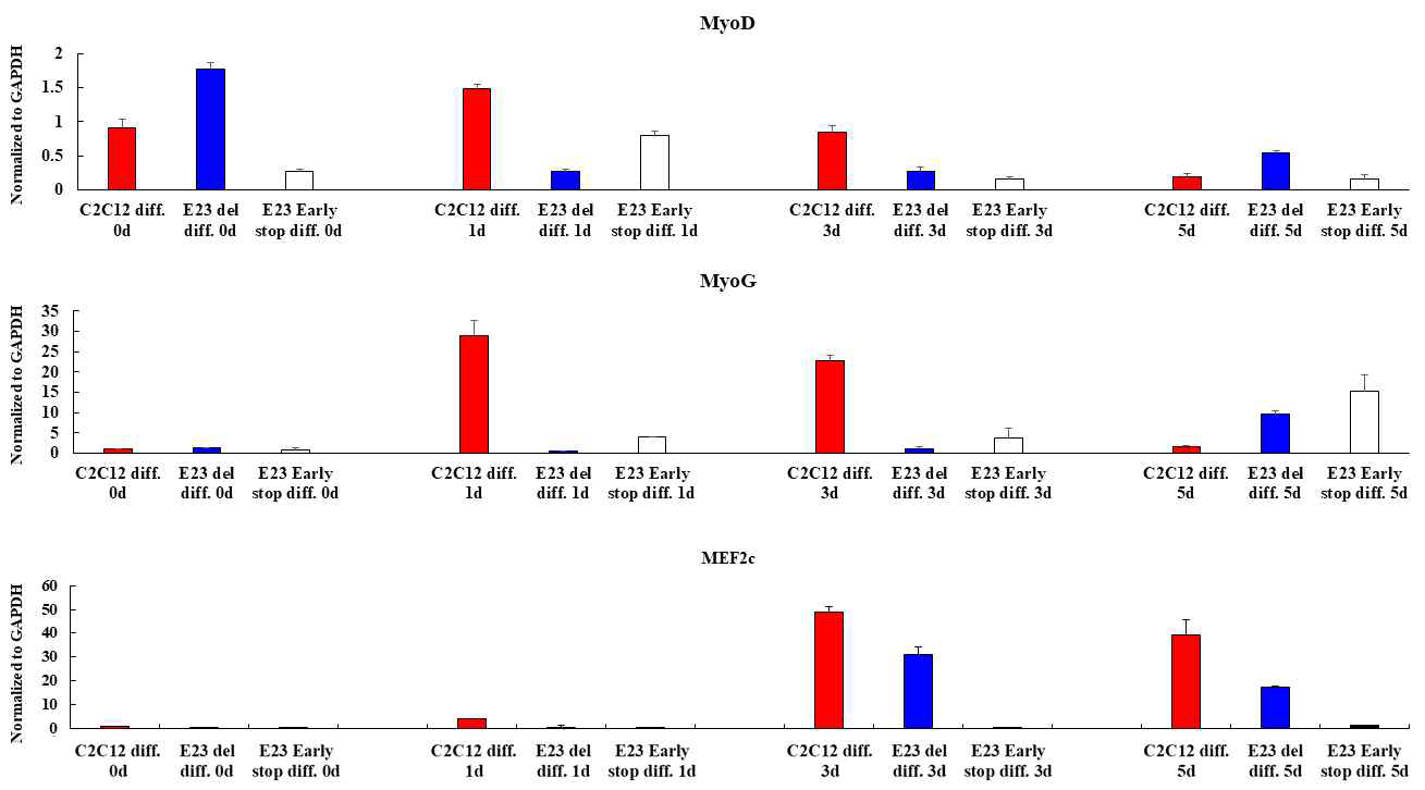 mouse C2C12 myoblast 세포에서 Exon 23 early stop, Exon 23 deletion 및 정상세포 분화 마커 확인